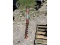 Grain Auger