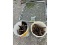 2 Pails of Gate Pins