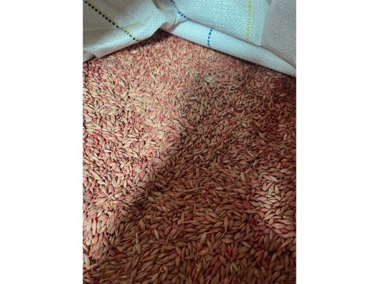 540kg Tote of Calypso Winter Barley