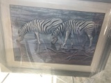 FRAMED PRINT - 2 ZEBRAS IN WATER - BY CLIVE KAY - OVERALL 29'' HIGH x 38'' WIDE