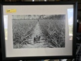 FRAMED PHOTOGRAPH - PINEAPPLE FIELD - 20'' x 26''