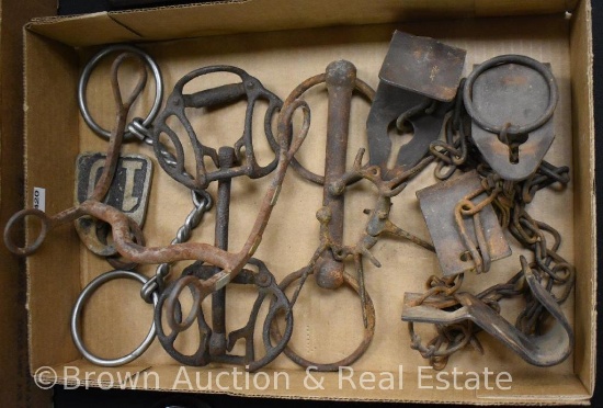 Assortment of horse bits, cow kickers, spiky bull nose ring, ear tag
