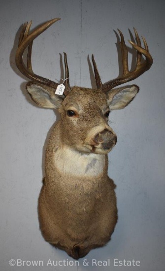 10-point Whitetail Deer shoulder mount