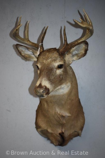 9-point Whitetail Deer shoulder mount