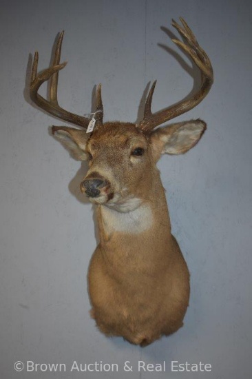 8-point Whitetail Deer shoulder mount