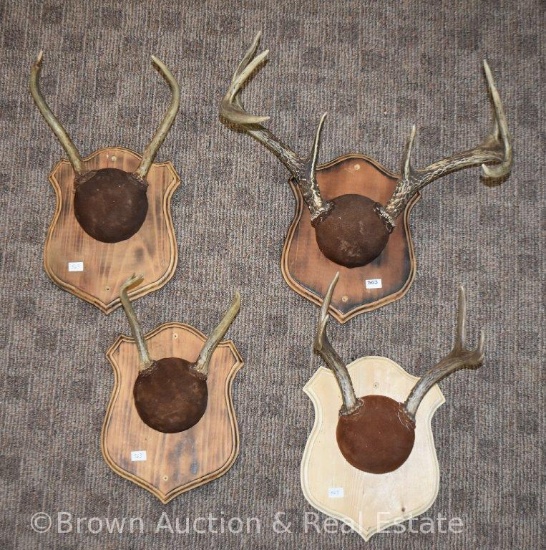 (4) Small deer antler sheds/kills on horn panel mounts
