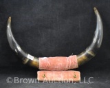 Set of mounted steer horns
