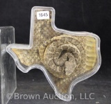 Diamondback rattle snake mount in plastic Texas-shaped case