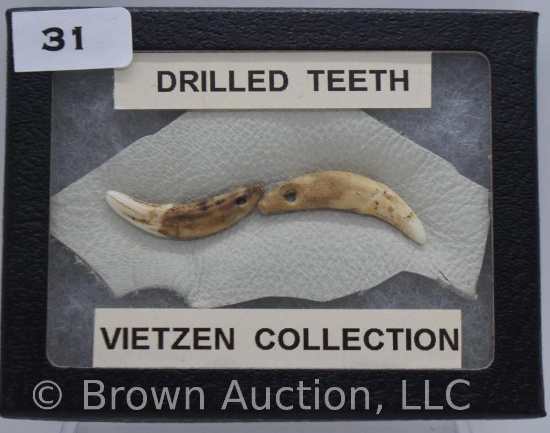 (2) Drilled teeth pendants (Vietzen Collection)
