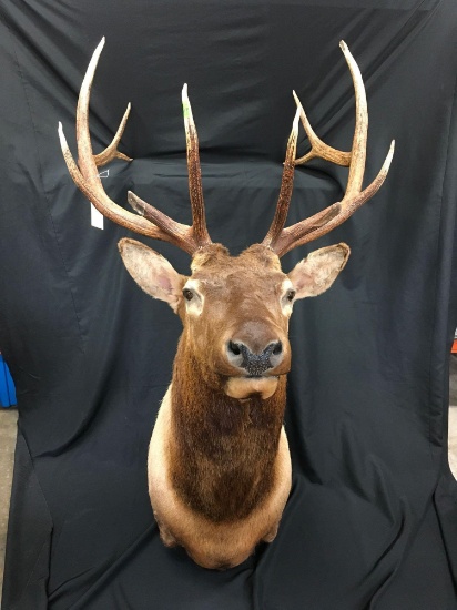 Large Taxidermy Elk. Shoulder to nose 48".