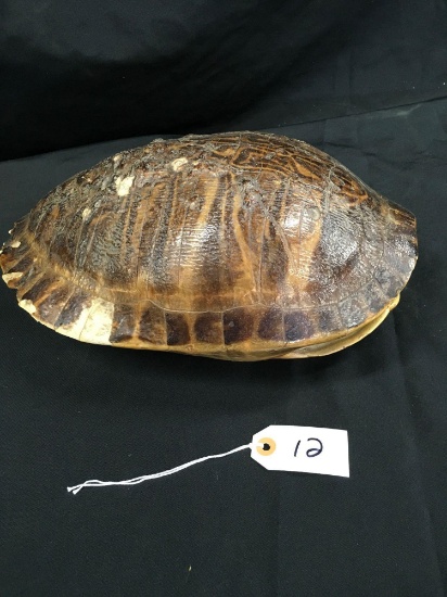 Turtle Shell  14" long x 9" wide