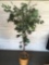 Potted artificial Ficus tree, 6 ft. tall