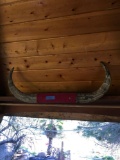 Bull horns. (Gazebo area)