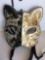 New black with beige with musical notes cat style masks