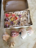 Lot. 22 pieces. Assorted shells