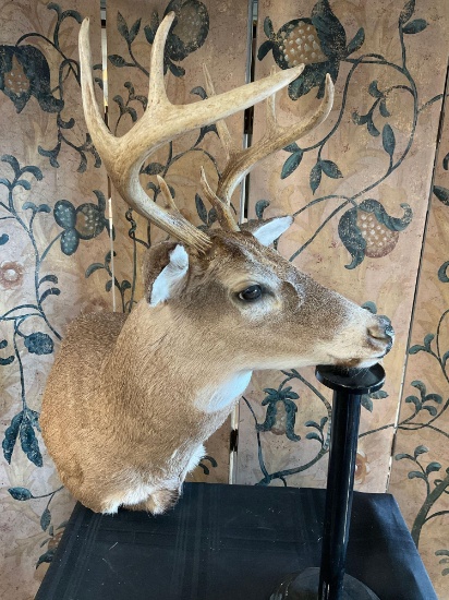 McKenzie taxidermy Deer head 30" L x 18" W (including horns)
