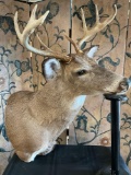 McKenzie Taxidermy, Mounted Deer Head 30