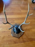 Antler wall mount. Approximately 32