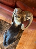 Taxidermy mount 24