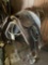 English cutback saddle with rack