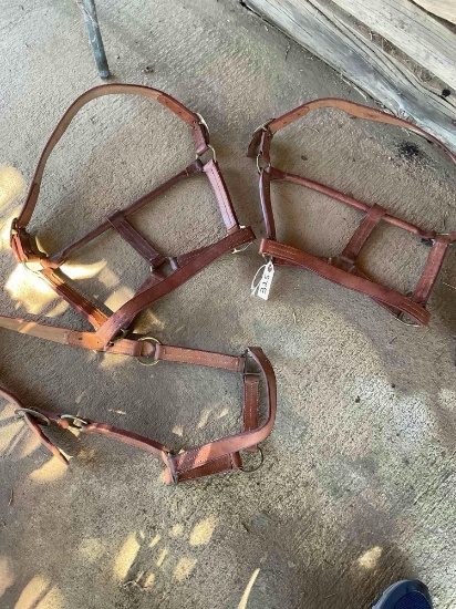Cow halters 3 pieces