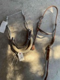 Hackamore Bridle