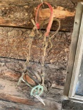 Horseshoe bit & bridle