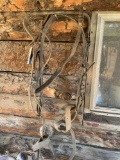 Horse harness
