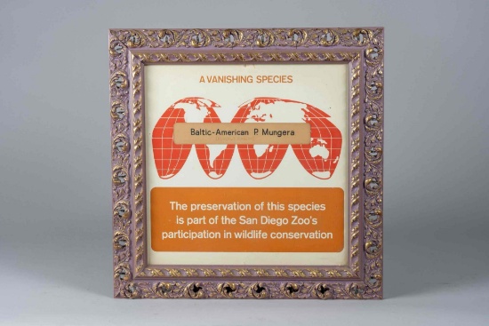 Framed art. A Vanishing Species. Baltic- American P. Mungera poster. Framed by Crack In The Wall
