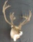 33 Point Caribou Taxidermy Shoulder Mount