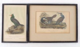 Group of 2 J.J. Audubon Prints Featuring Cormorands