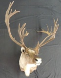 33 Point Caribou Taxidermy Shoulder Mount