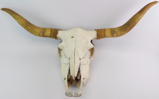 Complete Cow Skull with Horns