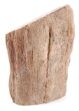 Large Piece of Petrified Wood