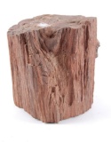 Large Piece of Petrified Wood