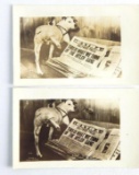 Group of 2 Real Photo Postcards of Dog Peeing on Hitler Gang Newspaper