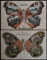 Group of 2 Lady Butterfly Multi View Postcards