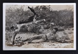 Exaggeration Real Photo Postcard of The Vicious New Mexico Jack Rabbit