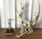 Faux deer skull and 1979 archery trophy