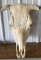 Cow/Bull Skull