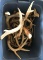 Tote of damaged deer antlers