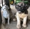 Group of two dog lawn ornaments