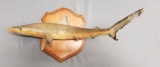 Taxidermy Shark on board.