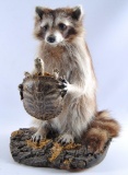 Raccoon Eating Turtle Mount with Wood Base