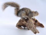 Squirrel Mount with Wood Base