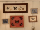 Group of five framed butterflies