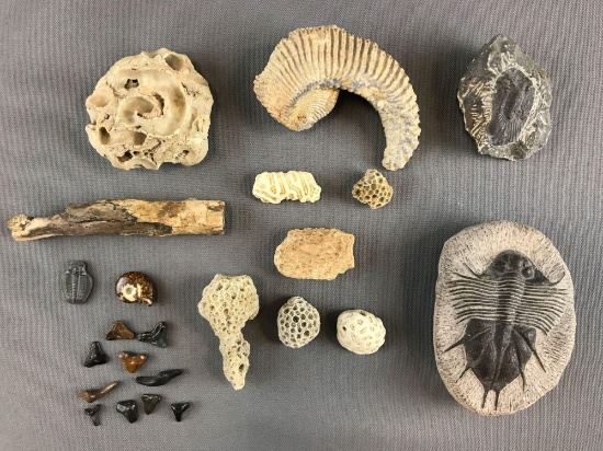 Group of Fossils