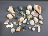 Large group of Seashells