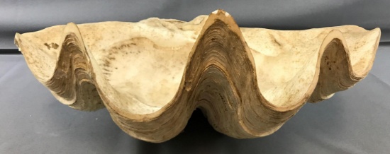 Large Clam Shell
