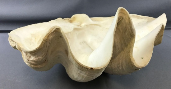 Large Clam Shell